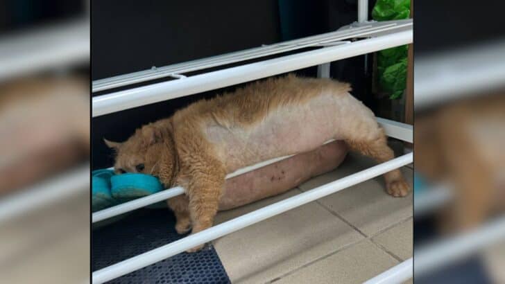 Overweight Cat Trying to Escape Rehab Center Gets Stuck in A Shoe Rack Instead