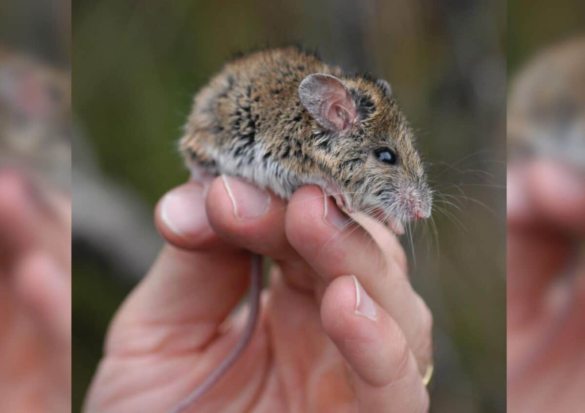 New Holland Mouse