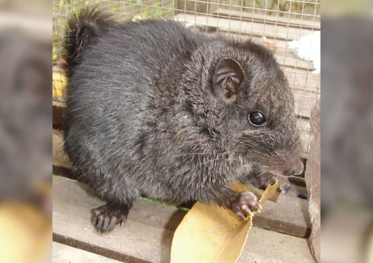 Laotian Rock Rat