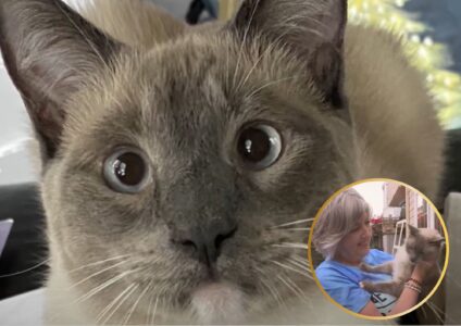 The 900-Mile Adventure of a Lost Cat Who Made It Back Home in California