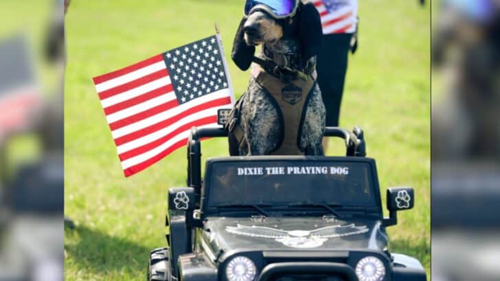 From TV to Real life, Dixie the Praying Dog is Melting Hearts in Indiana