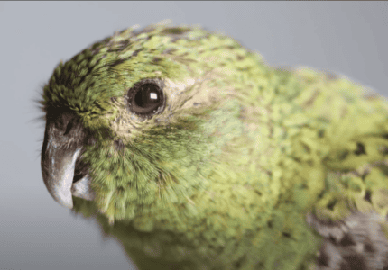 This Bird Was Presumed Extinct Since the 1940s