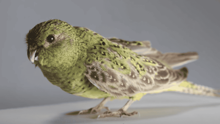 Night Parrots Thought to Be Extinct Found Thriving in a Remote Location in Australia