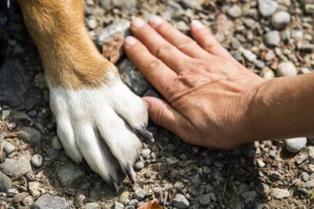 Why Your Dog&rsquo;s Paws Deserve More Attention