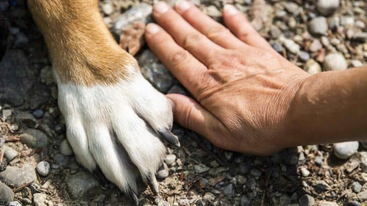 Why Your Dog’s Paws Deserve More Attention
