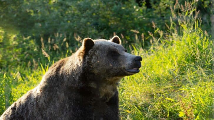 What Happens If Predators Are Reintroduced to Yellowstone