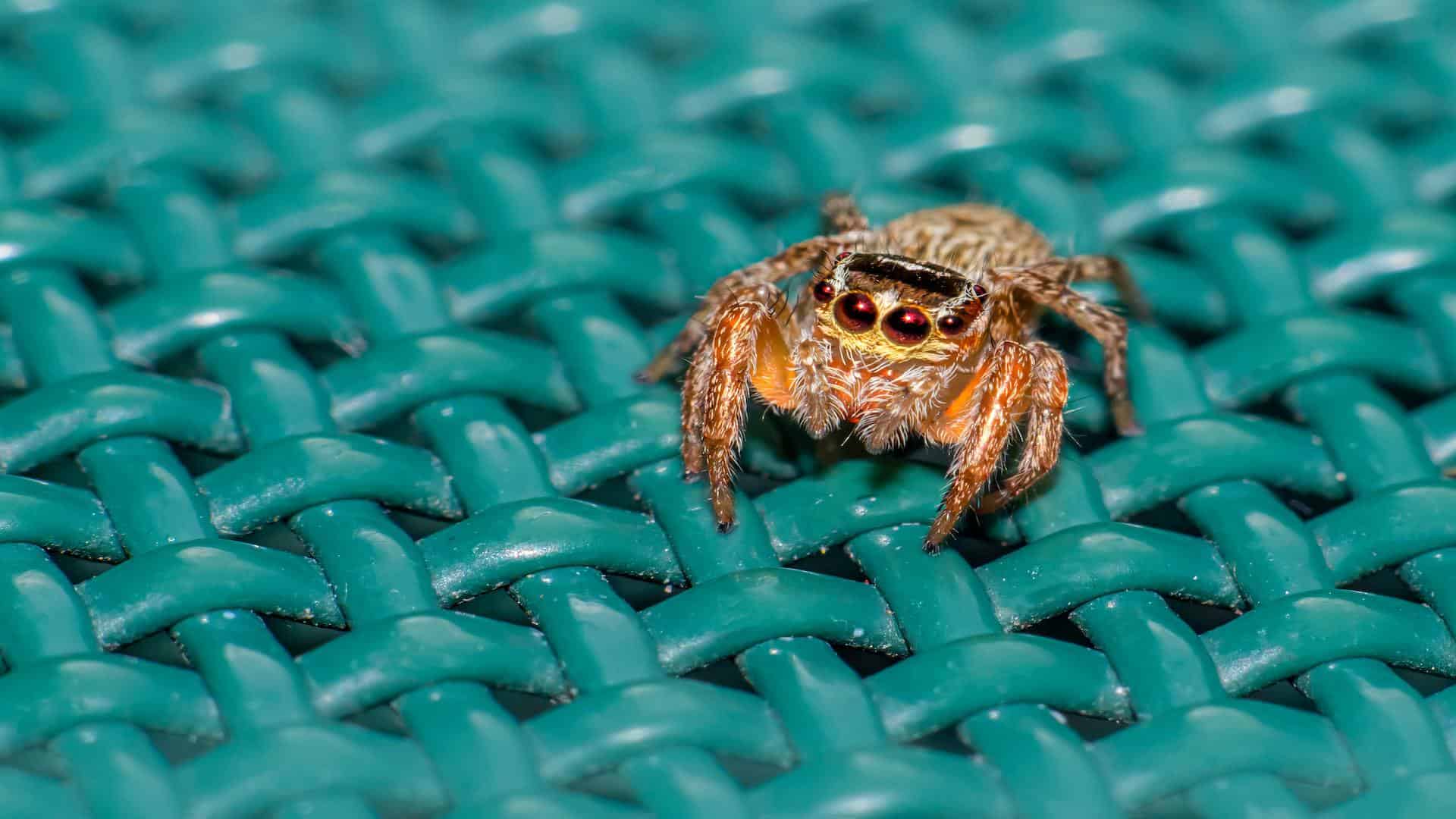Jumping spider sits on a table.