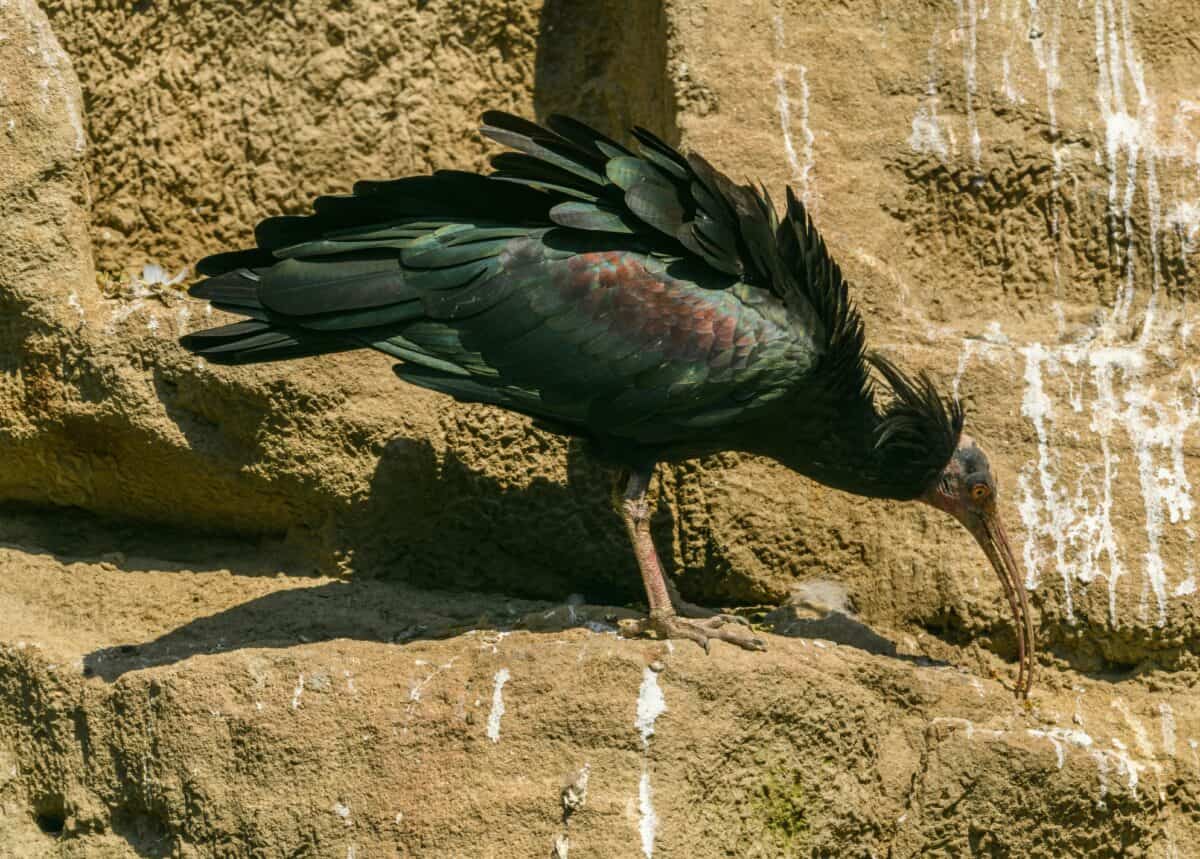 Northern Bald Ibis on rock