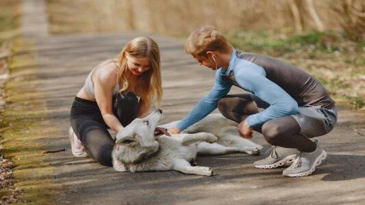 The Best Ways To Train Your Dog