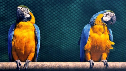 10 Creatures That Can Solve Puzzles and Escape Traps Like Magicians
