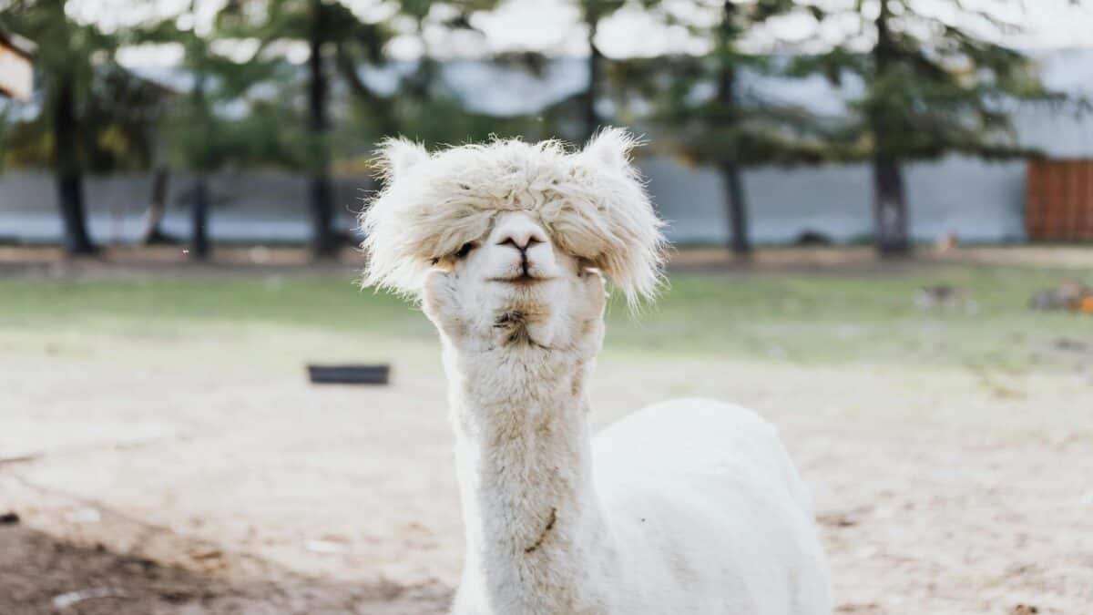 Alpaca scrunching up its face.
