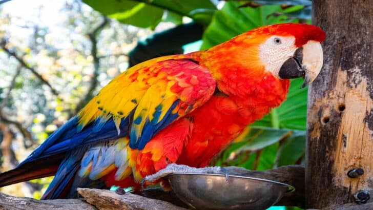 Why Caring For A Parrot Is A Serious Life Long Commitment