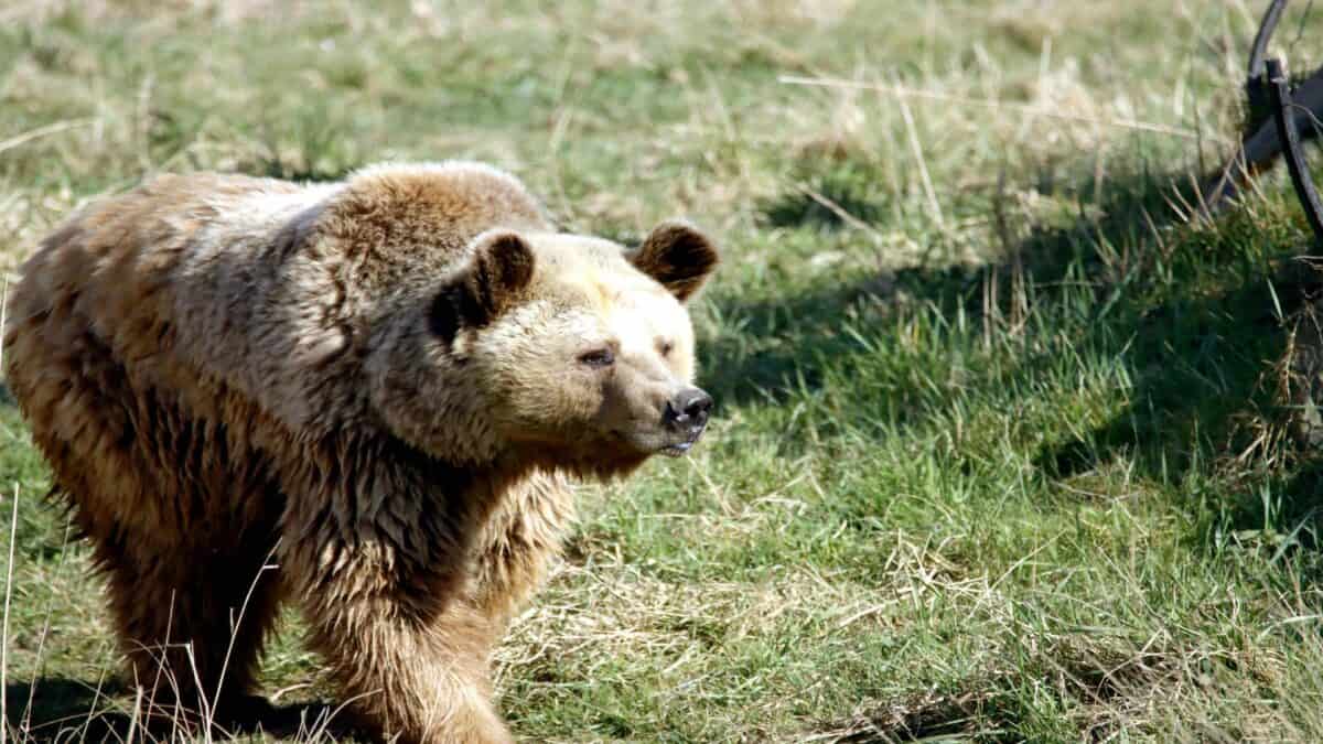 Grizzly bear wanders over grass.