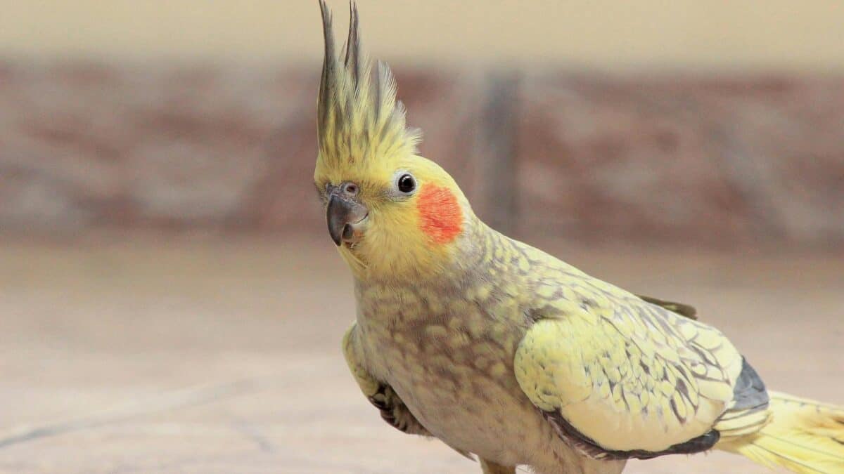Yellow bird with rosy red cheeks. parrot