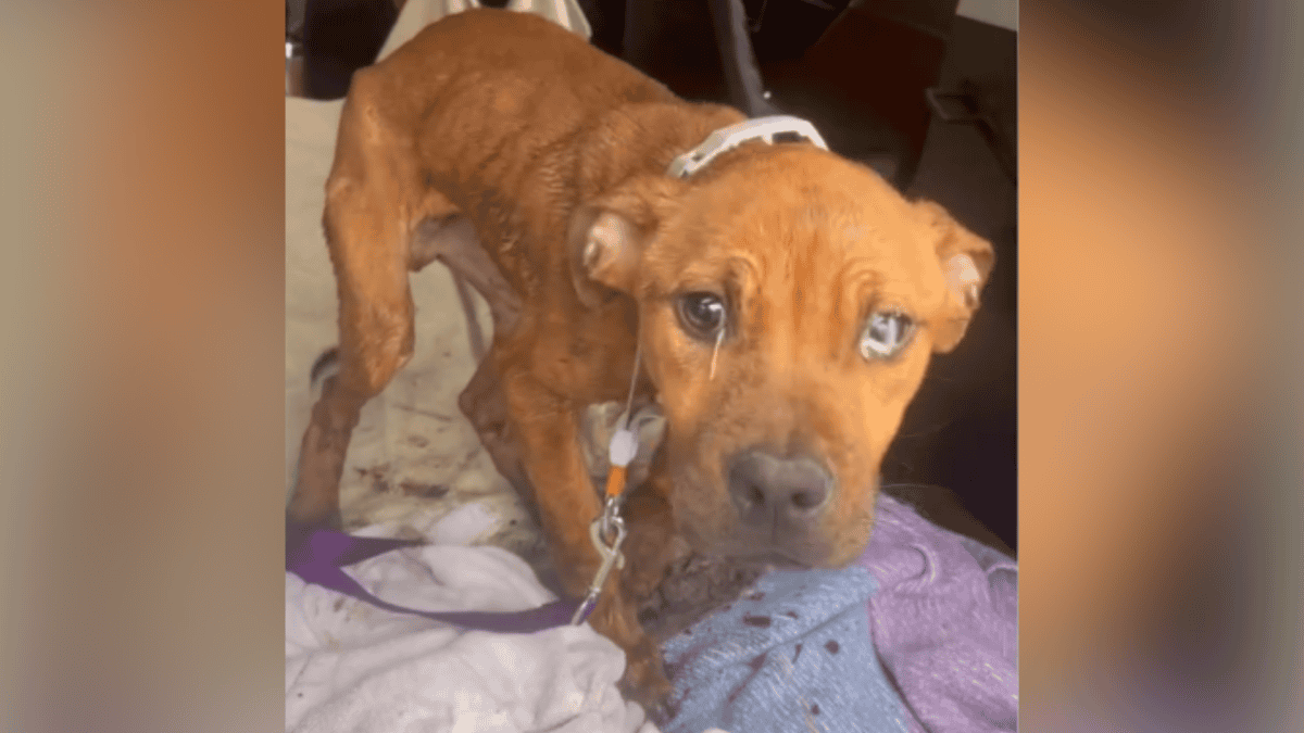 Starving and sick pittie tied to fence is rescued.