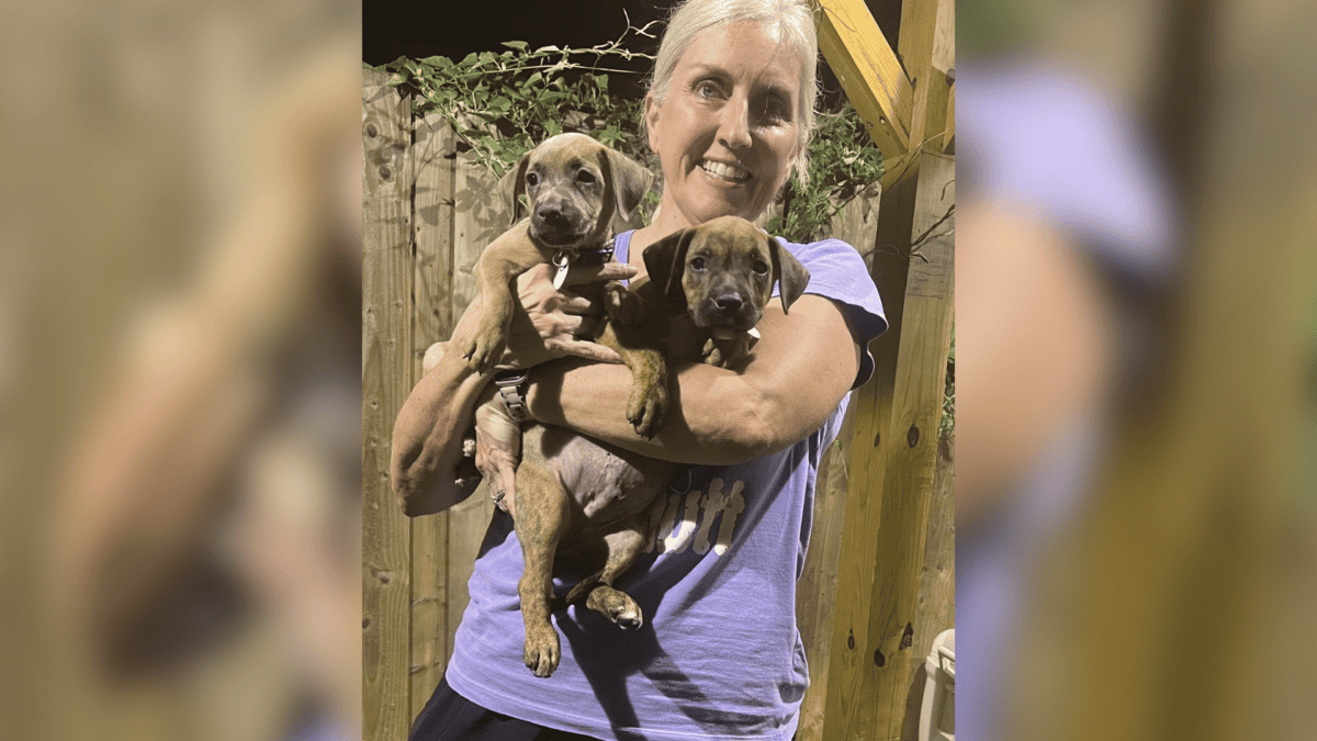 Rescuers save puppies abandoned in crates.