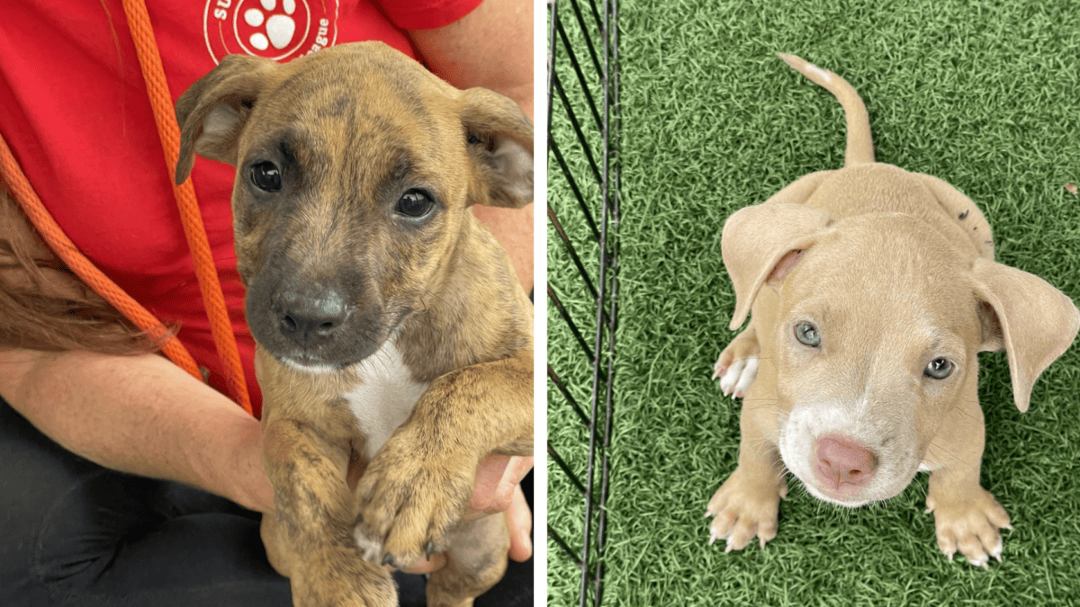 Rescued puppies looking for foster homes.