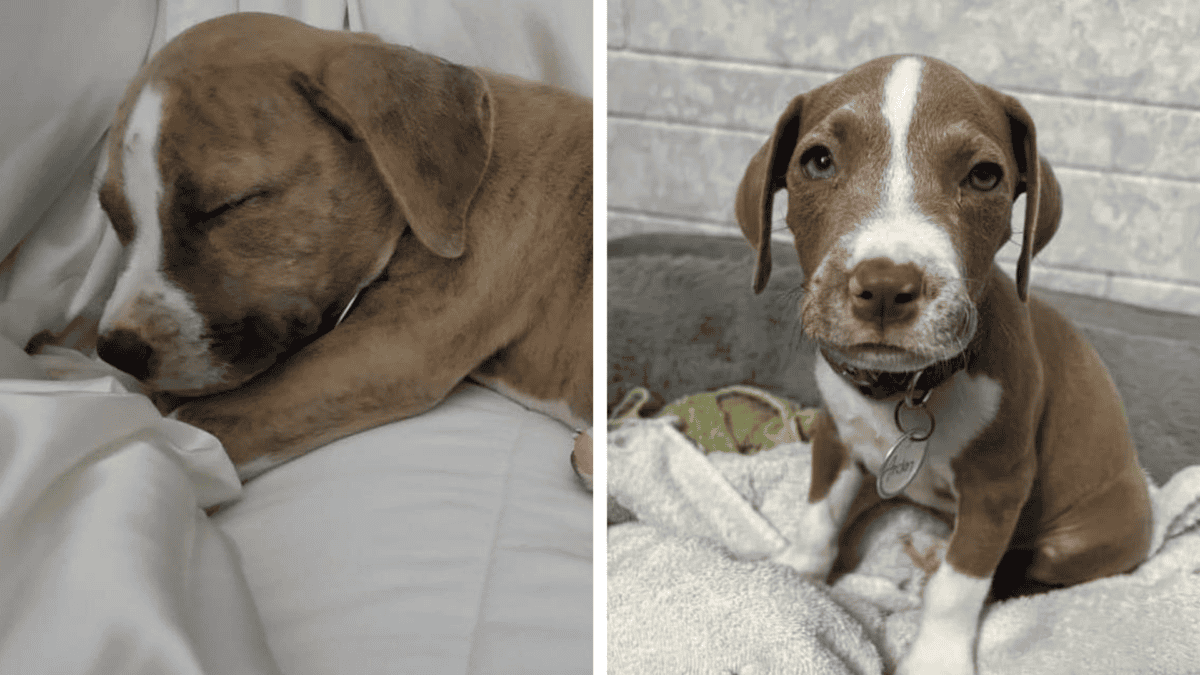 All 16 puppies found foster homes.
