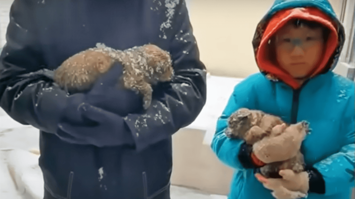 Father and son bring freezing puppies home.