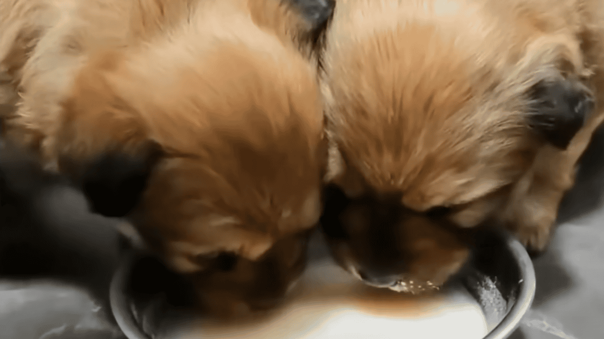 Rescued puppies drinking goat milk.