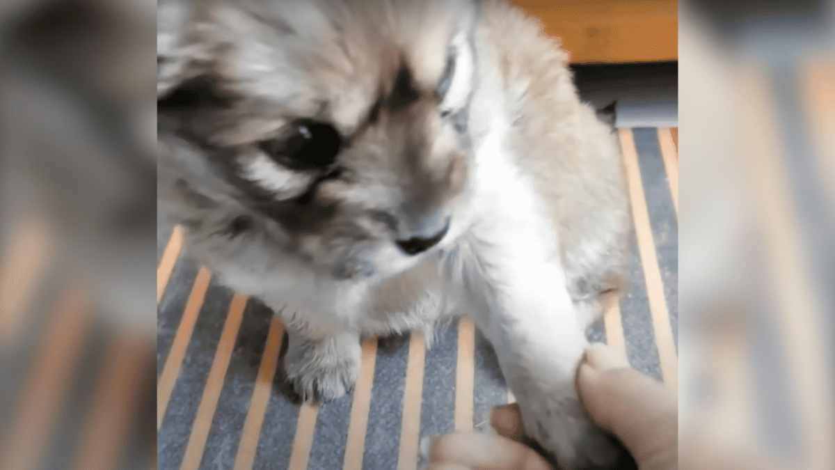 Rescued puppy shaking hands.