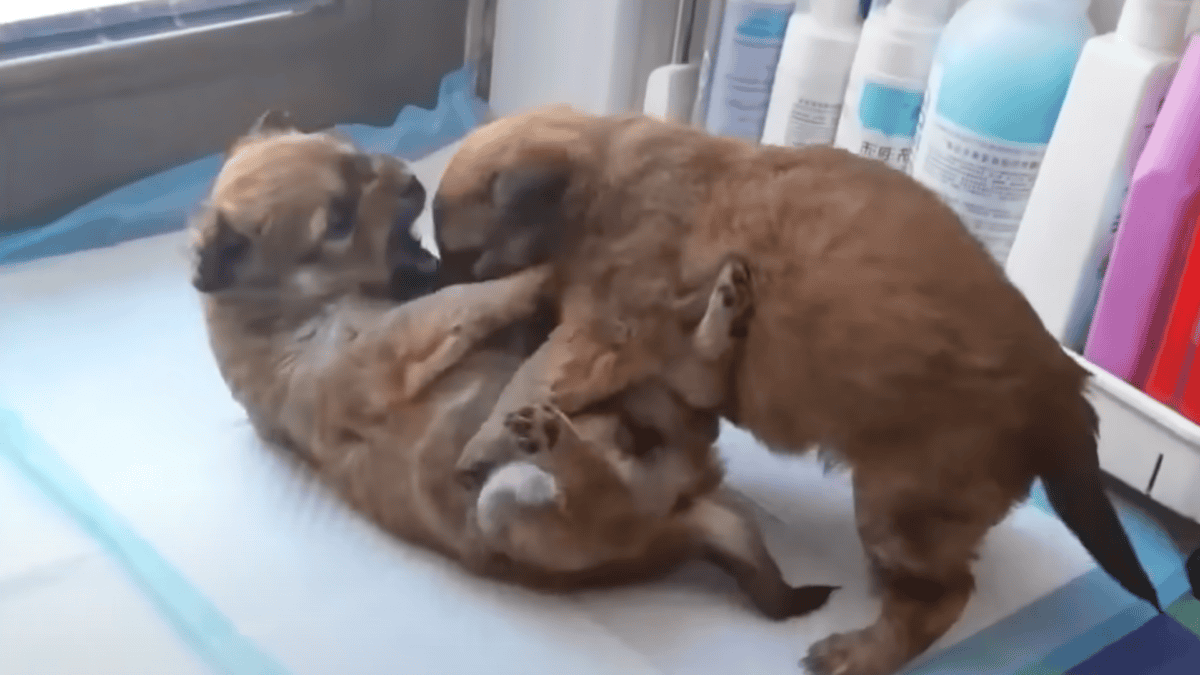 Rescued puppies playing together.