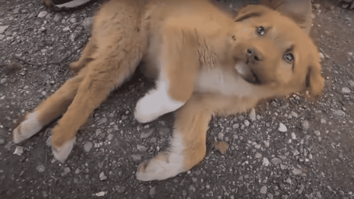 Dog with broken spine rescued.