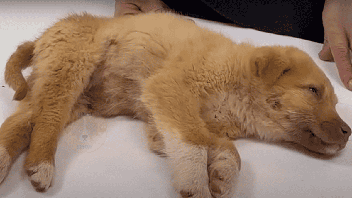 Rescued dog with broken spine diagnosed by vet.