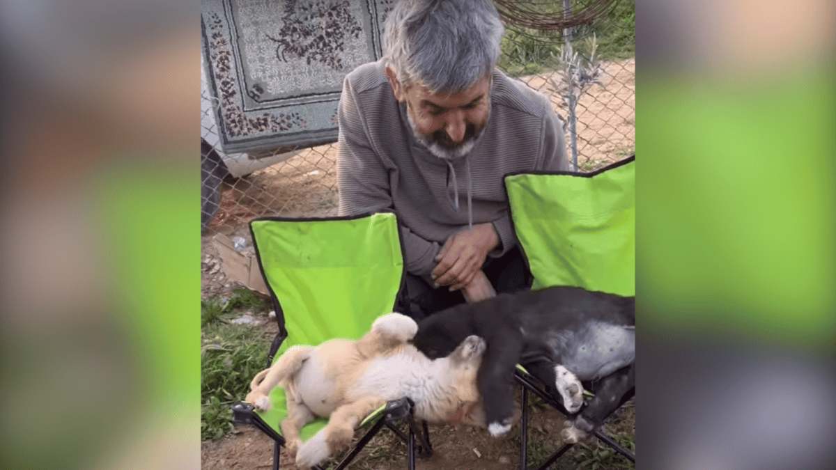 Rescued dog playing with new family.
