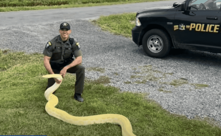 Environment Conservation Police Officer, Jeff Hull, with the illegally-owned 13-foot Burmese python seized from a New York home.