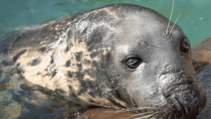 Sheba the Grey Seal Celebrates Her 50th Birthday at the Cornish Seal Sanctuary in England