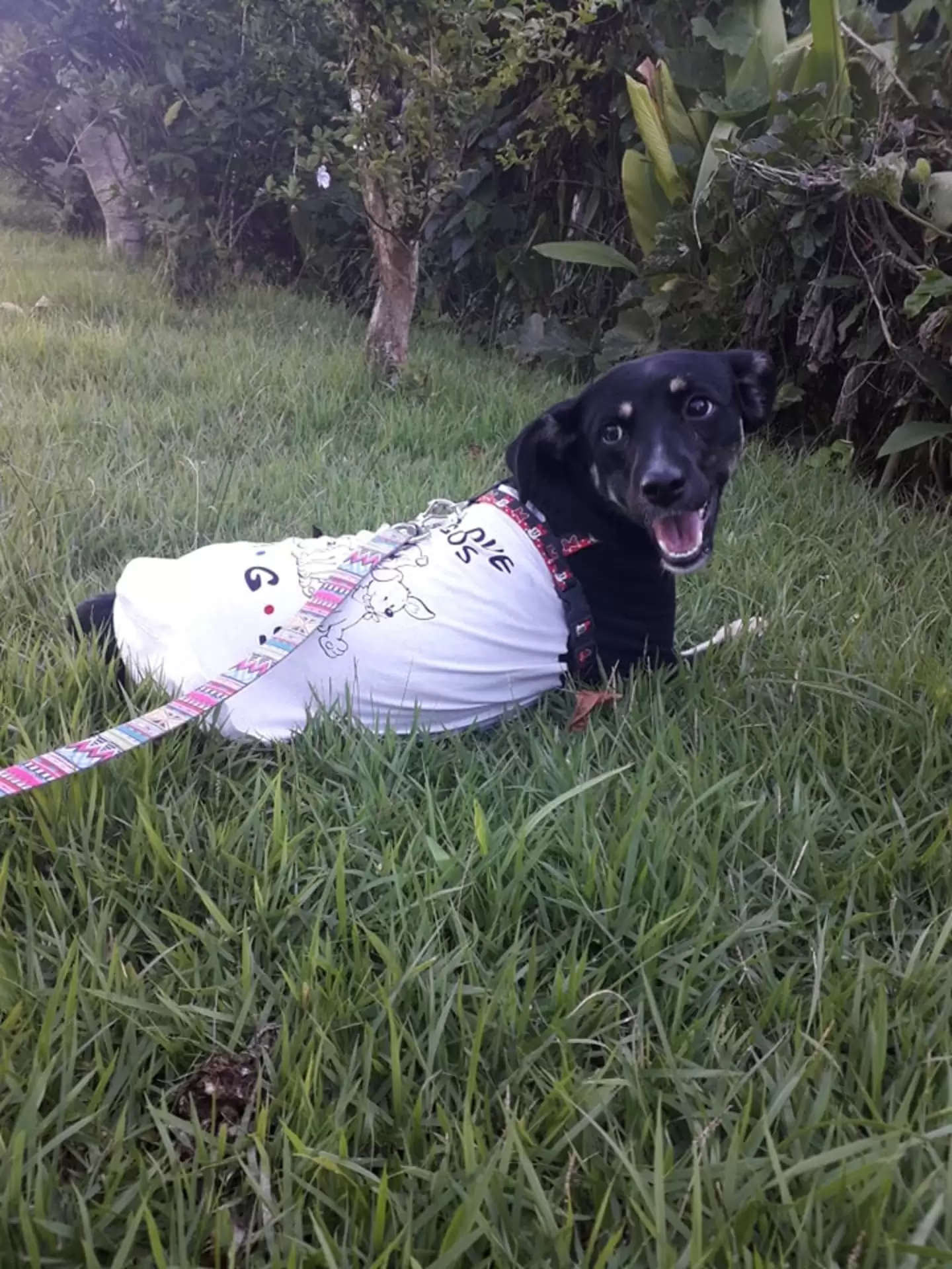 Compassionate Teen Stops to Rescue Stray Puppy on Her Way Home from School