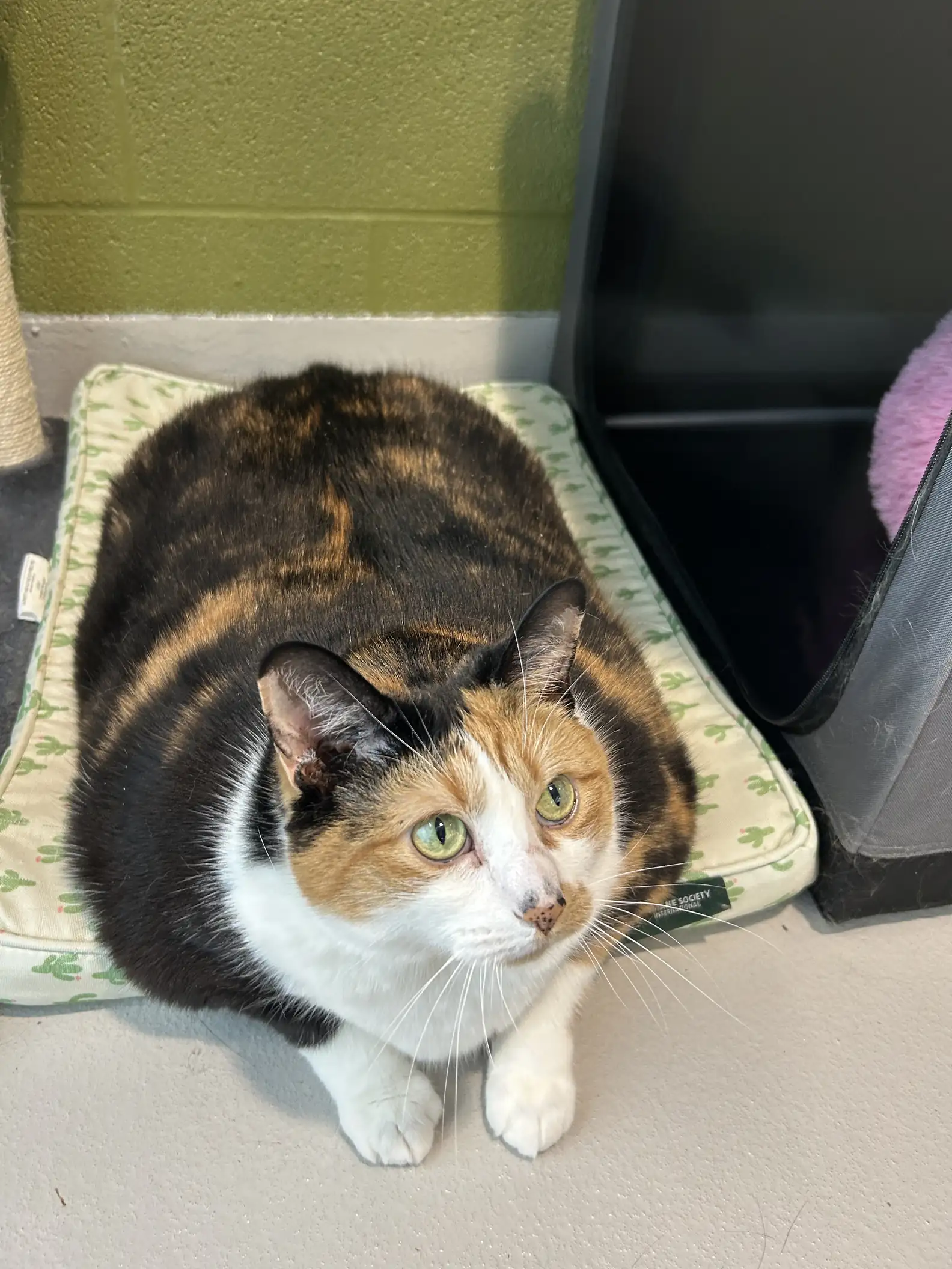 Chubby Cat Minnie Gets a Second Chance at Life and a Healthier Future