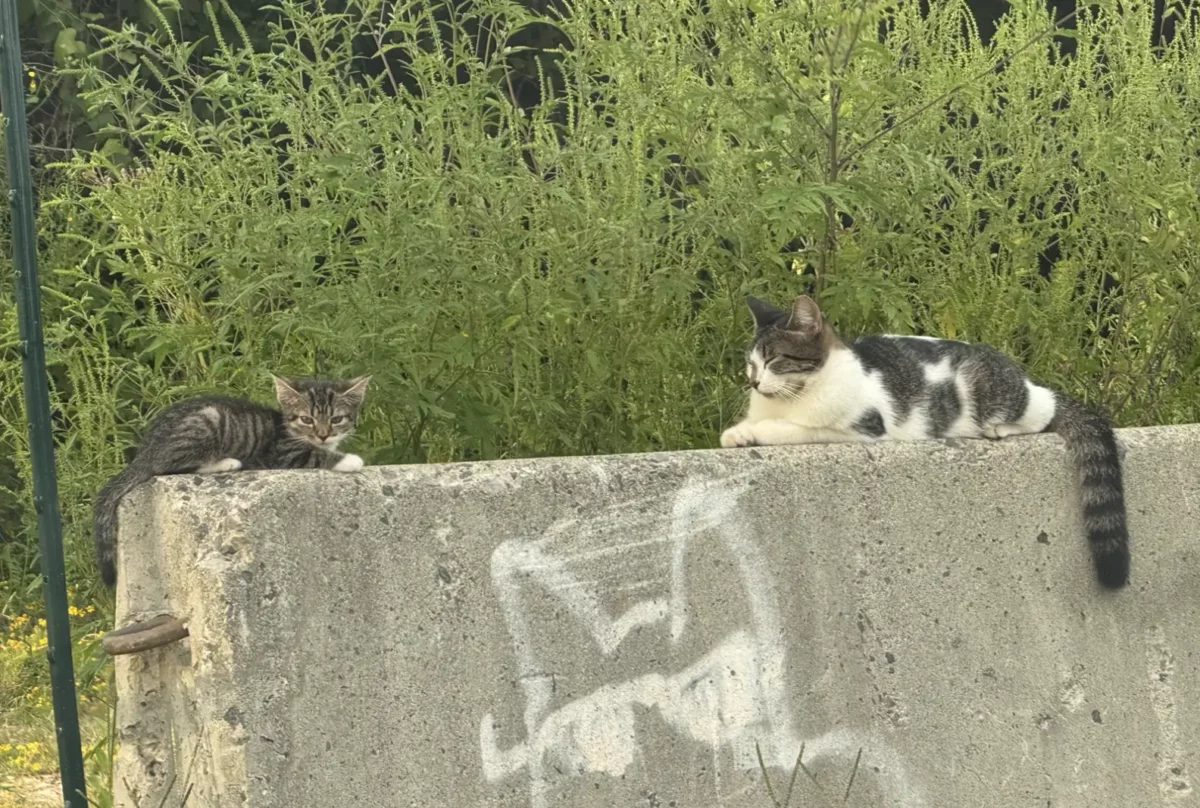 Tiny Kitten Abandoned at Feral Cat Colony Finds Love and a Forever Home