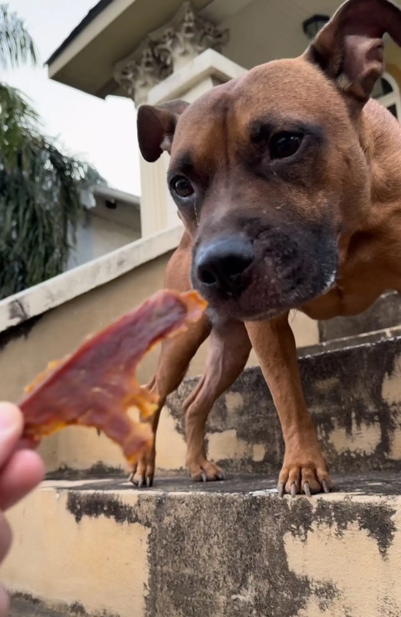 Heartbroken Dog Left Alone on Doorstep Finally Finds Love After Weeks of Waiting