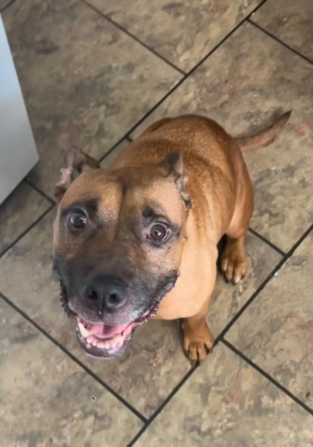 Heartbroken Dog Left Alone on Doorstep Finally Finds Love After Weeks of Waiting