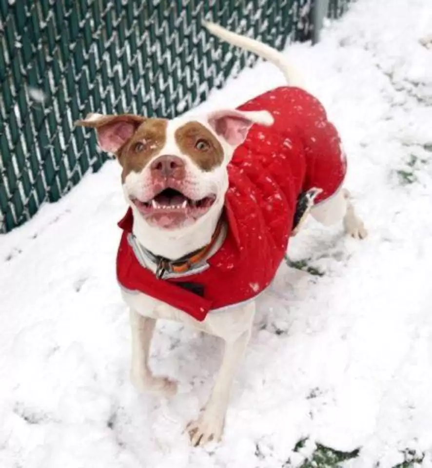 Abandoned Dog Returned for a Silly Reason Finds Love and a Forever Home