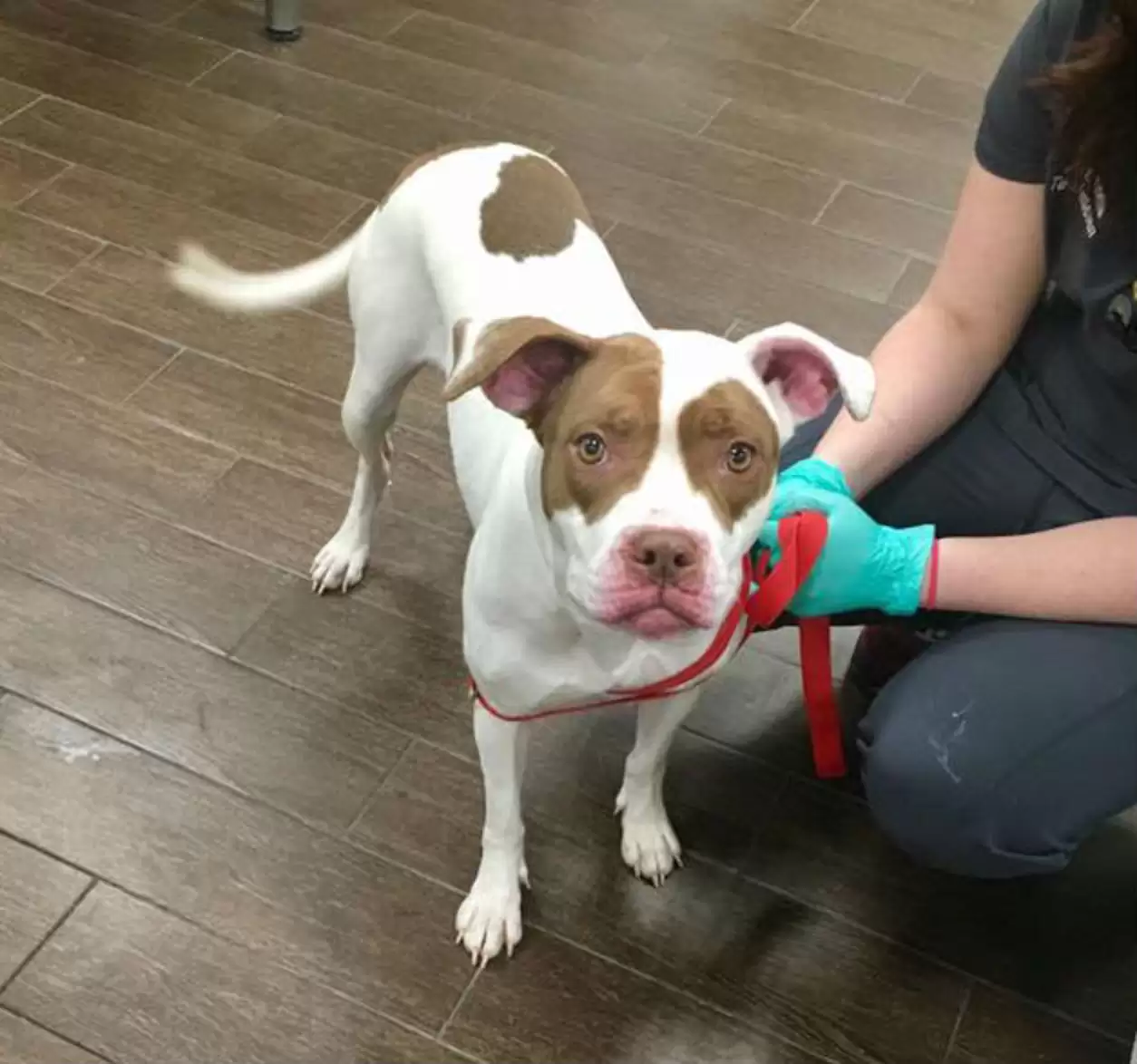 Abandoned Dog Returned for a Silly Reason Finds Love and a Forever Home