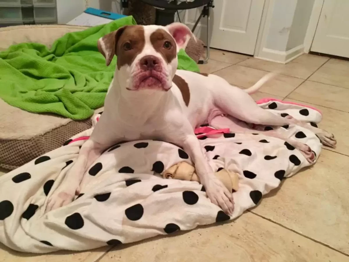 Abandoned Dog Returned for a Silly Reason Finds Love and a Forever Home