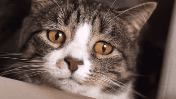 14 Heartwarming Cat Rescue Stories That Will Restore Your Faith in Humanity
