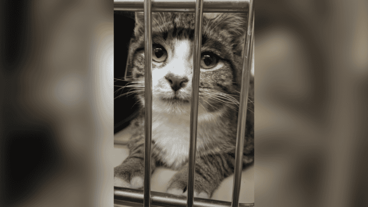 Defeated Shelter Cat’s Sad Eyes Breaks Woman’s Heart