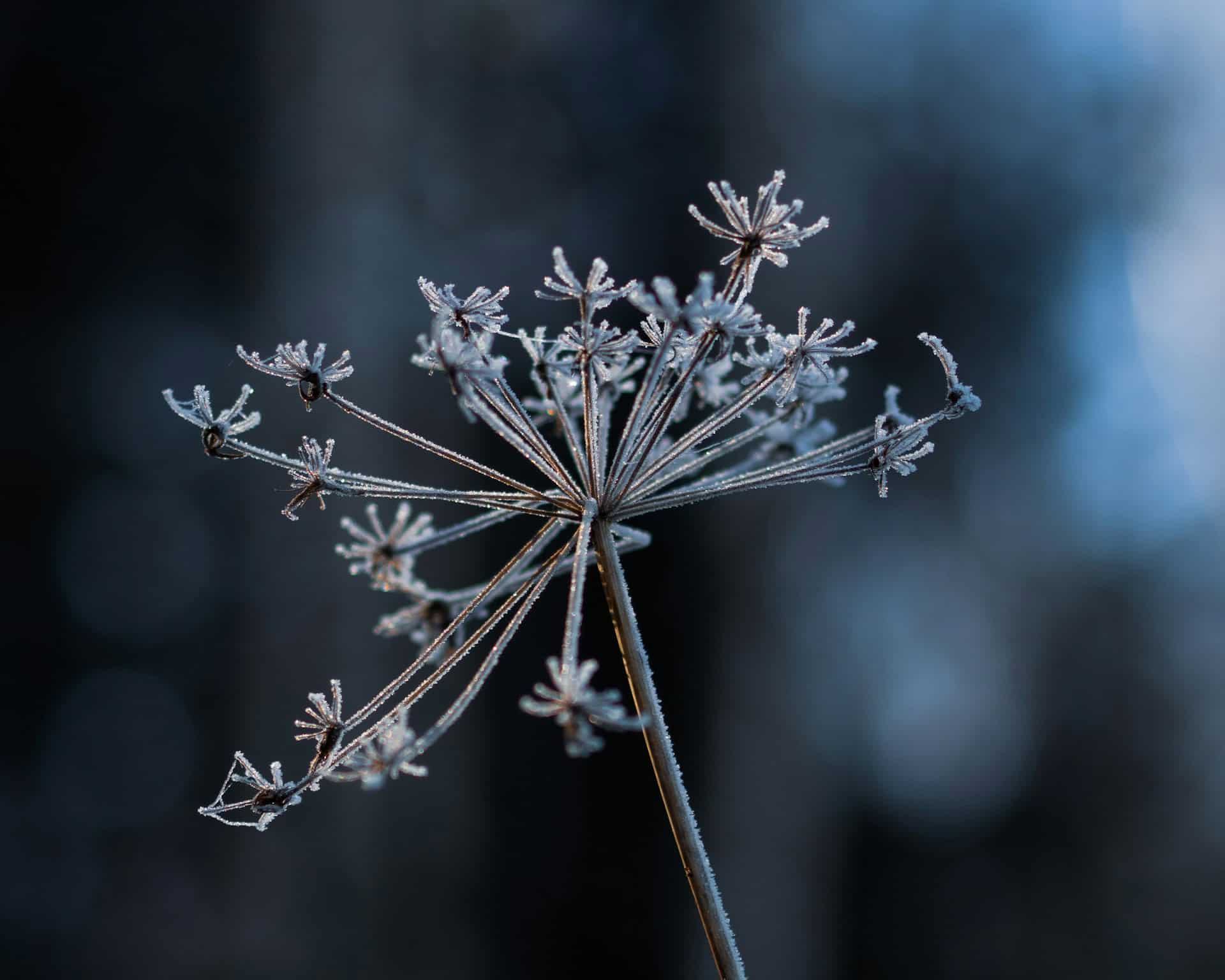 frost 