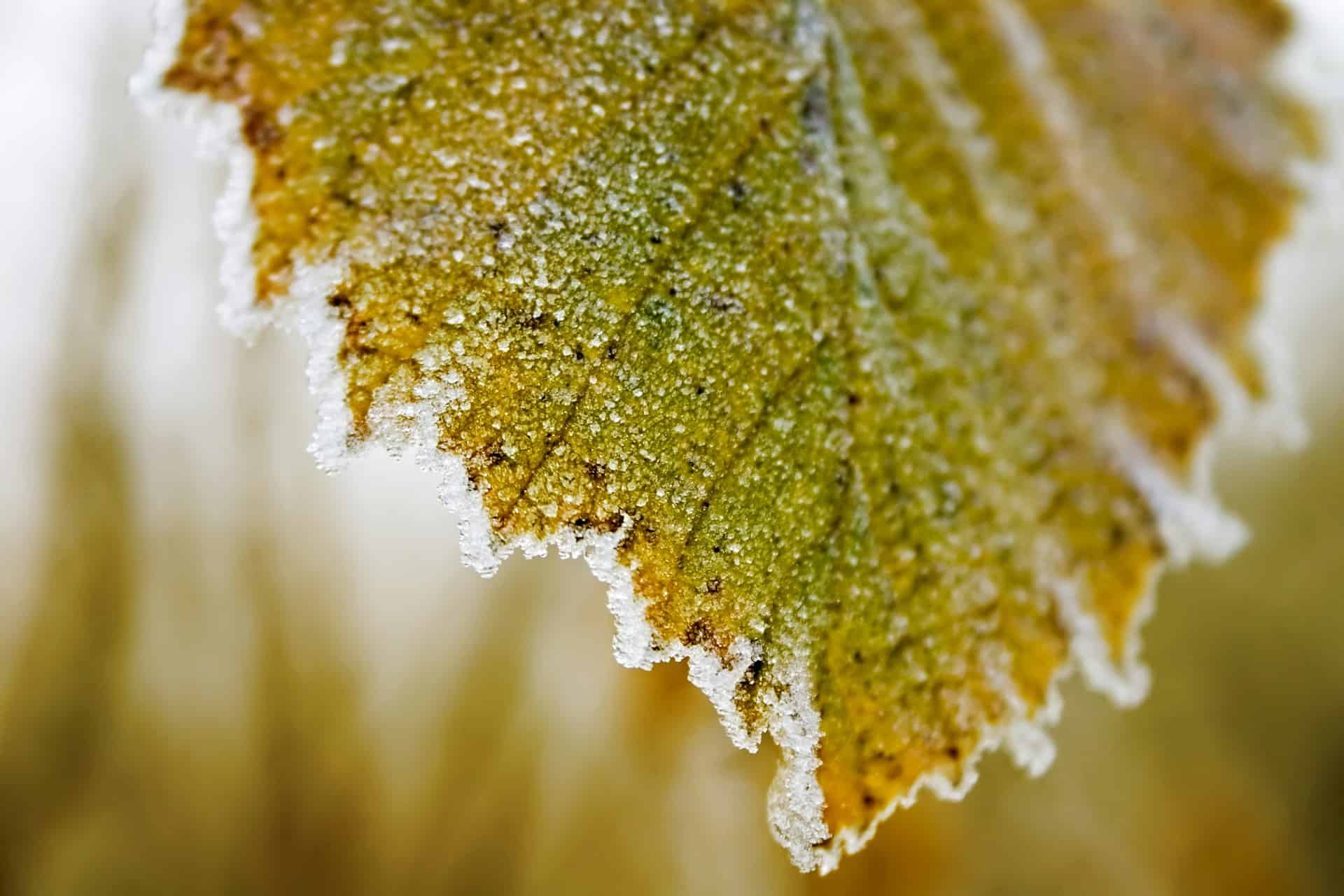frost 