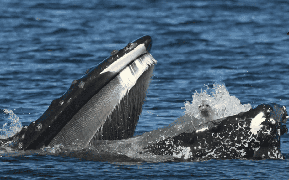 Humpback whale Zillion during lunge feeding.