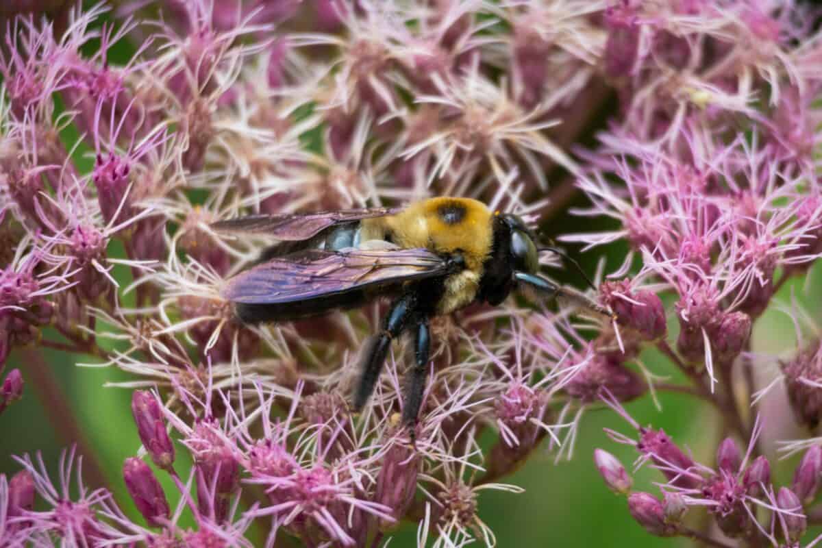 Bumblebees are crucial for agricultural crops.