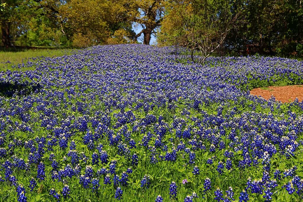 Texas bluebonnets
