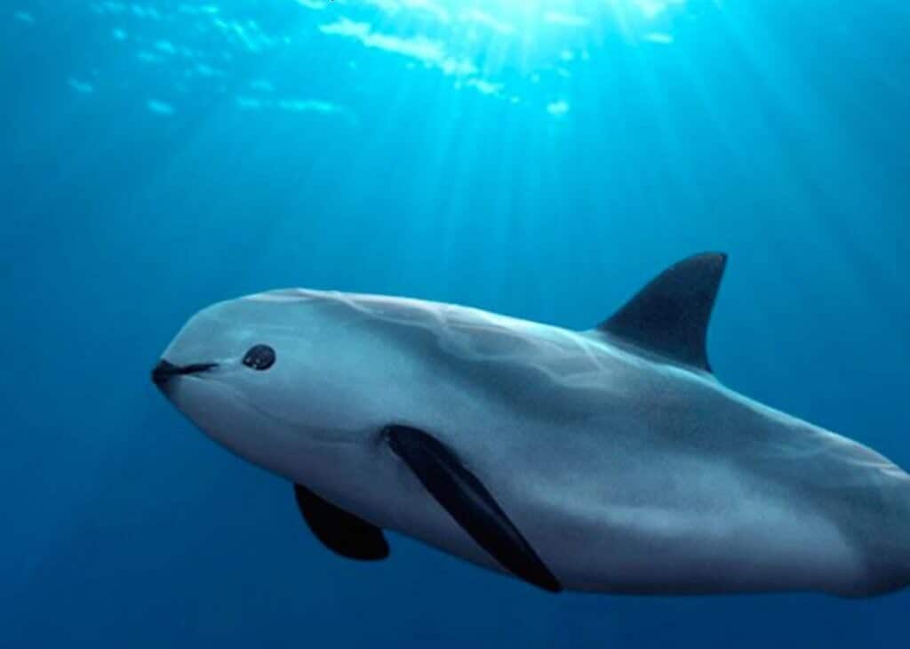 Vaquita endangered mammal