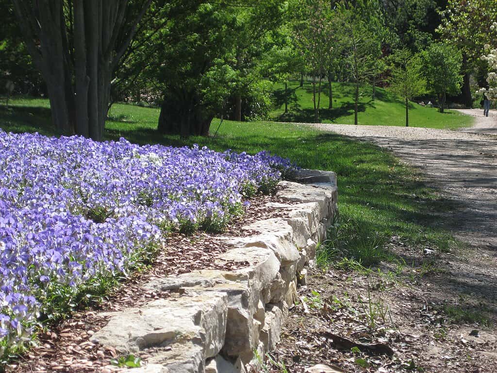Bluebonnet flowers at Dallas Arboretum