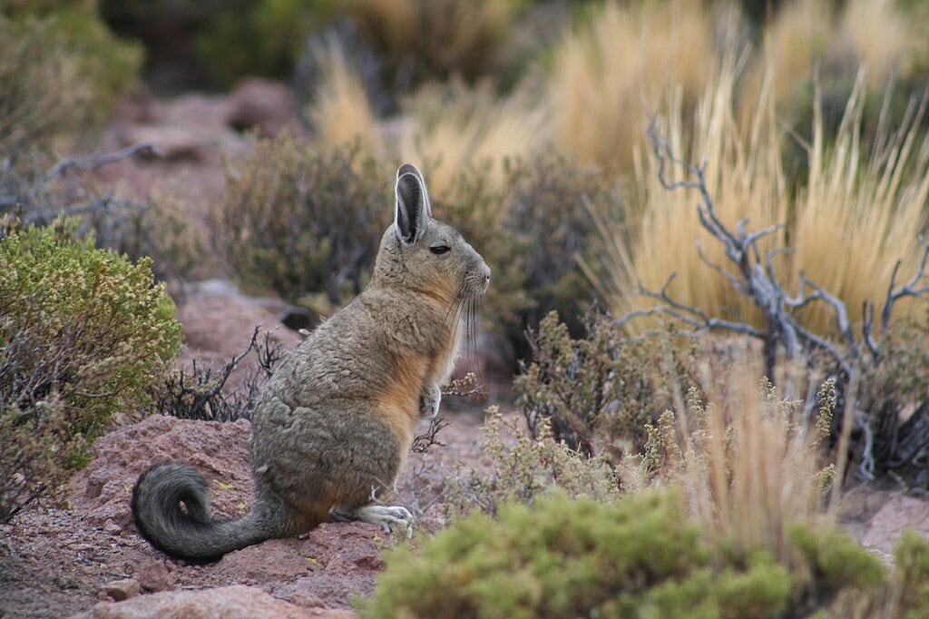 Mountain Viscacha.