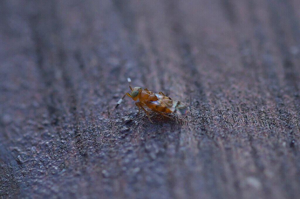 wasp